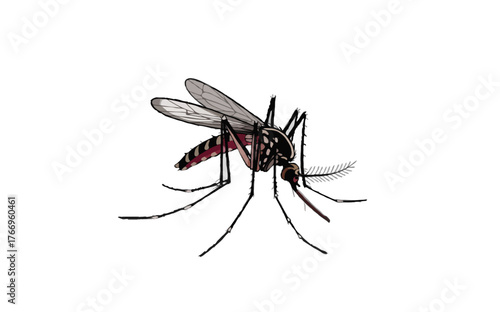 mosquito sucking blood isolated on transparent background 