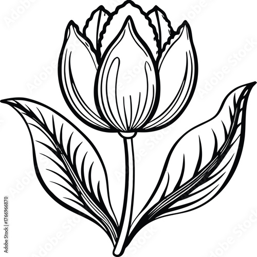 Detailed illustration of a single tulip flower with decorative fringed petal edges isolated on white background isolated on transparent background