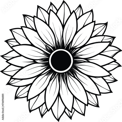 Delicate white sunflower with a pale center and long petals isolated on white background isolated on transparent background