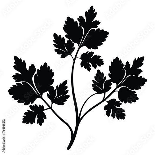 Black parsley silhouette displays delicate leaves along the branching stem, forming a natural design