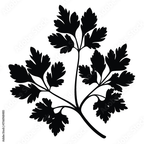 Silhouette presents a parsley sprig with delicate, fernlike leaves displayed on a stark white backdrop