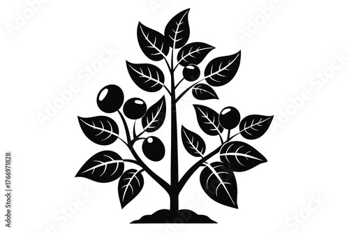 Black silhouette presents a growing tree with round fruits among elegant leafy branches on white