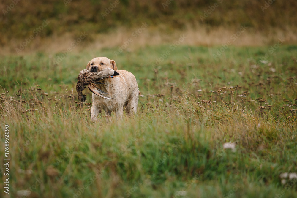 Obraz premium Retriever brings a duck on a hunt. Hunting dog, Training, training, upbringing. Working Retriever in action