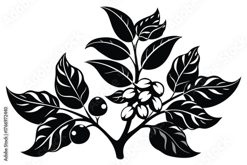 Black coffee plant branch shows fruit and leaves in a silhouette
