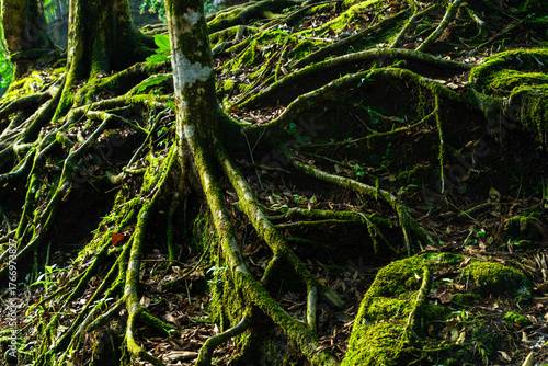 Leafy roots of a jungle tree
