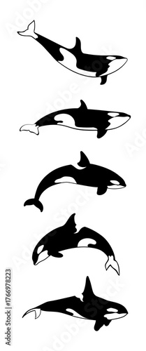 A collection of killer whales in various poses on a white background. Orca whales set. Vector illustration