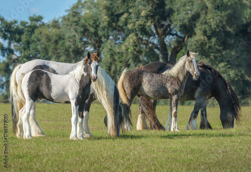 small herd of adult and baby animal Gypsy Vanner Horse mares and foals in grass field