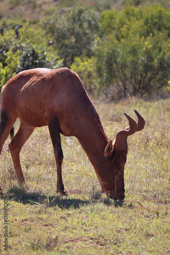 Fotografie Greater Kudu in Addo Elephant Park – African Savanna Wildlife with Spiral Horns