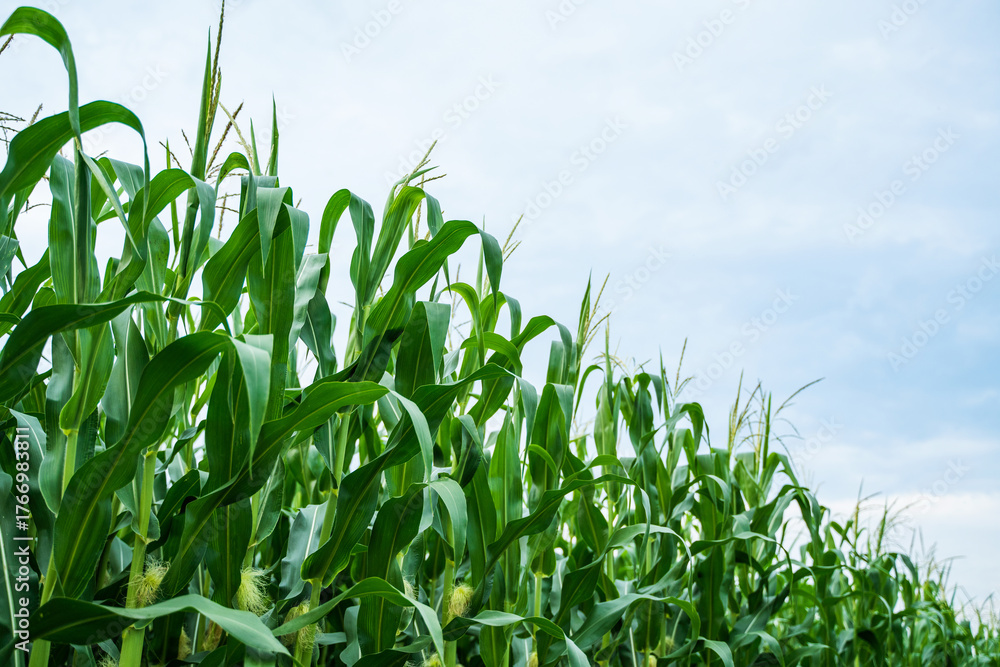 Obraz premium Tall green corn plants growing under blue sky in summer agricultural field