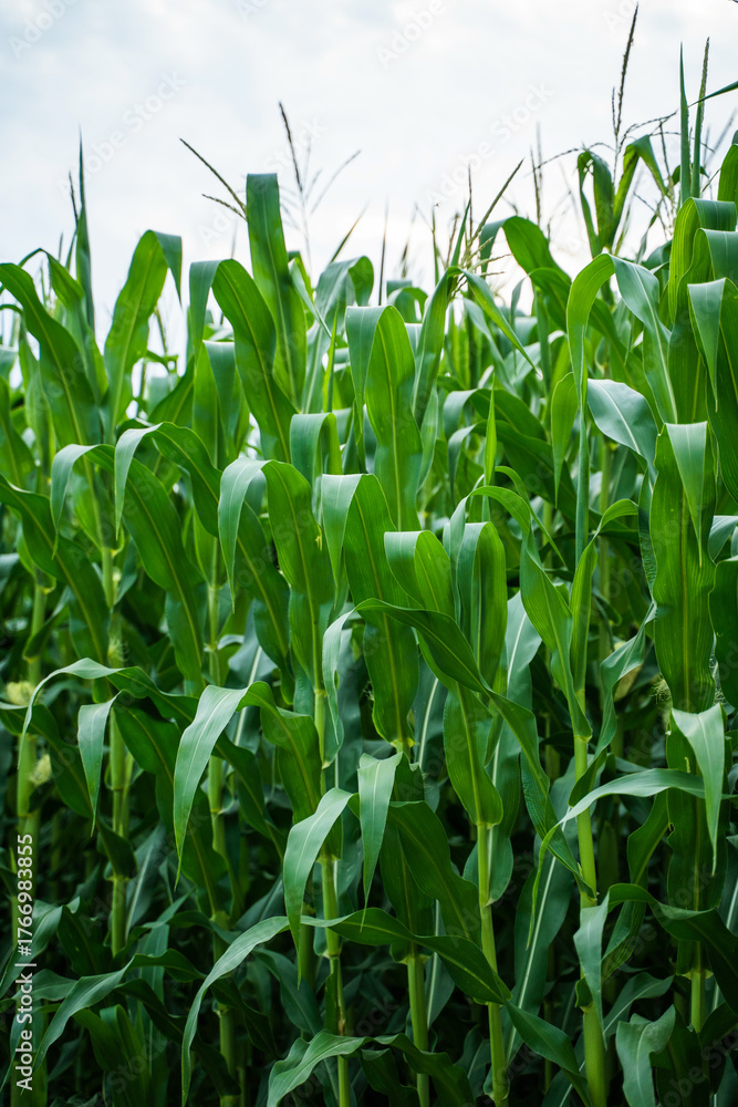 Obraz premium Tall green corn stalks growing under cloudy sky in summer agricultural landscape