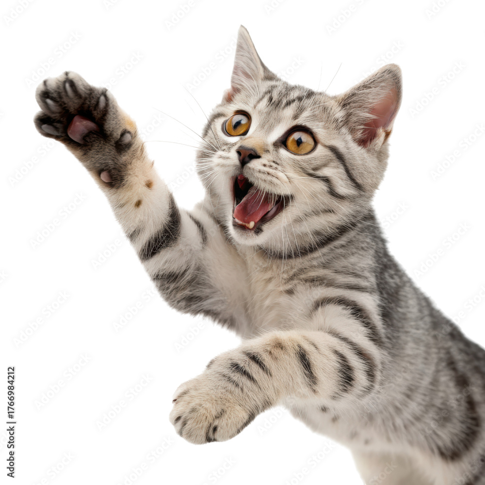 Fototapeta premium Playful tabby kitten with wide eyes reaching forward with its paw, showing excitement and curiosity