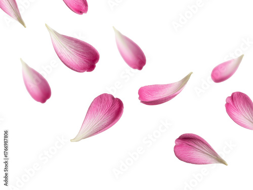 Pink flower petals scatter gently in the air during a serene spring day