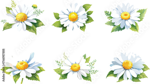 Set of Watercolor Daisy Flower Clusters Isolated on White Background