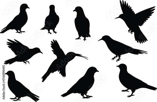 Bird silhouettes, flying and perched poses, black shapes, avian morphology, nature study, artistic reference, wing positions, beak shapes, wildlife art