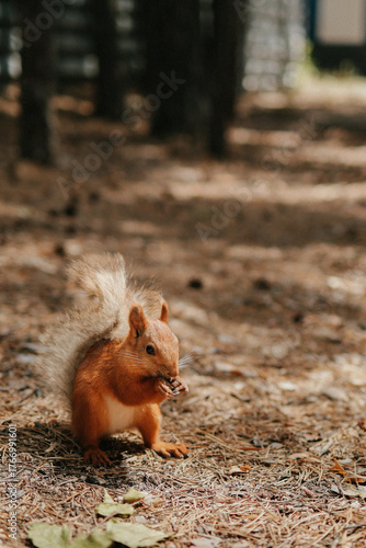 Billede på lærred a wild squirrel gnawing on sunflower seeds
photographed in its natural habitat