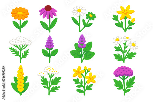 Vibrant Medicinal Flowers. Isometric vector illustration set Various Flowers: medicinal calendula, echinacea, chamomile, arnica,