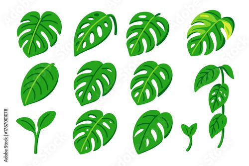 Vibrant Monstera Leaves. Isometric vector illustration set Tropical and Decorative Leaves: monstera deliciosa leaf, monstera
