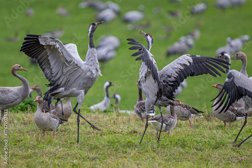 Kraniche mit erhobenen Flügeln im Streit