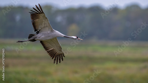 Majestät im Tiefflug: Der geneigte Flug des Kranichs in Nahaufnahme