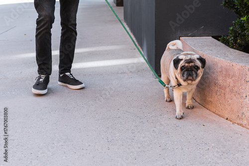 Pug walking on leash beside owner on city sidewalk. The photo symbolizes urban pet lifestyle, daily routine and emotional connection between human and animal.