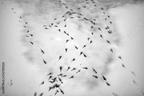 Numerous bird tracks create intricate, overlapping patterns across fresh snow, highlighted by sunlight. This high-contrast black and white image captures abstract natural textures.