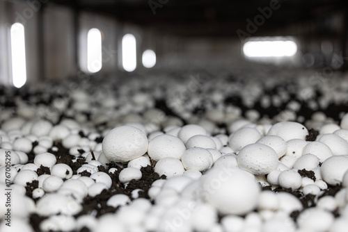 A dense bed of fresh white button mushrooms growing in a dark, controlled farm environment. This low-angle view highlights the industrial scale of modern fungi cultivation.