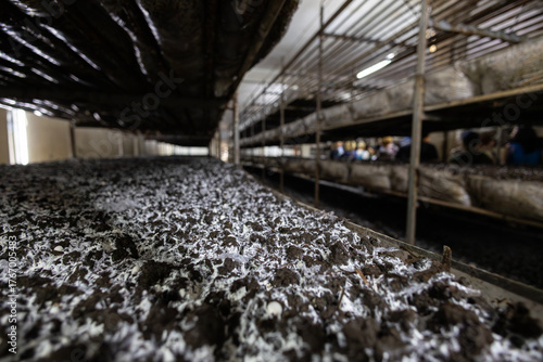 Bild auf Leinwand Compost substrate with visible mycelium growth, the initial stage of mushroom cultivation on a farm