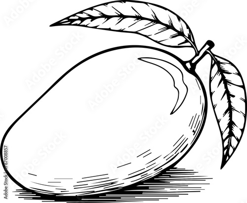 Black and White Mango Illustration with Two Leaves and Shadow.