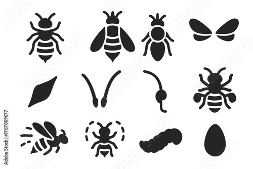 Bee Anatomy Icons. Solid style icons of Bee anatomy and behavior: worker bee, queen bee, drone bee, bee wings, stinger, antennae,