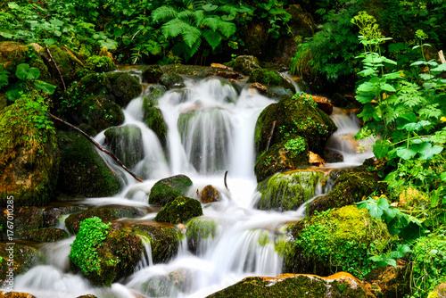 humid forest of the europe