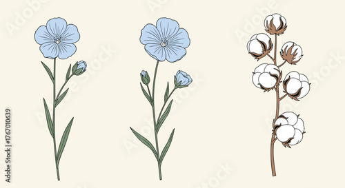 Illustrations of flax flowers and cotton bolls on a plain background.