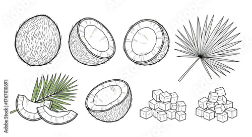 Collection of sketched coconuts, palm leaves, and sugar cubes on a white background.