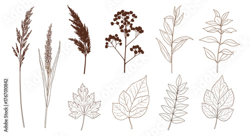 Collection of delicate line art botanical illustrations featuring various plants and leaves.