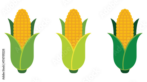 Three ears of corn with green husks on a white background maize ear of corn