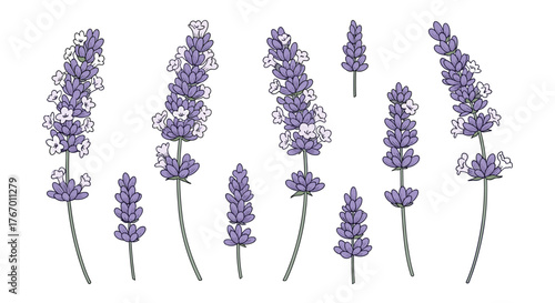 Hand-drawn illustration of various lavender sprigs in purple and white on a white background.