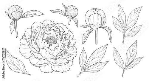 Line art illustration of peonies, including buds and leaves, on a white background.