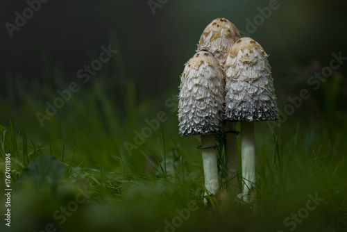 Three shaggy ink cap fungi emerging from the forest floor