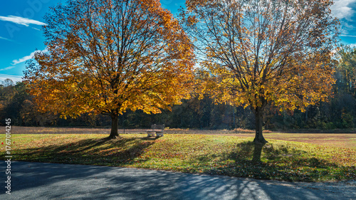 autumn trees in the park
