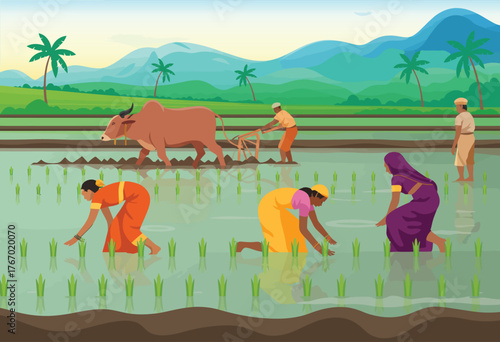 Indian rice fields with farmers working, plowing with oxen, carrying rice seedlings, women planting rice, authentic traditional agriculture, rural lifestyle, farming, and cultural heritage concept.