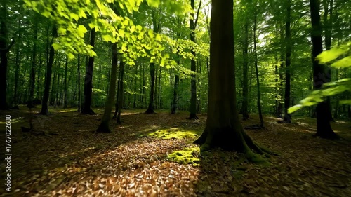 Sunlight filters through a dense forest canopy, creating shifting patterns of light and shadow on the forest floor serene, leaves, healing