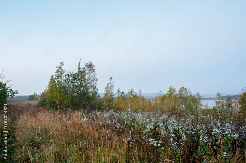 Fototapeta premium Small pale purple asters in a wild field at sunset.