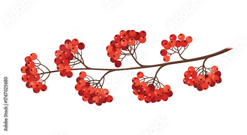 A stylized illustration of a horizontal rowan branch laden with vibrant red berries, suggesting autumn or winter themes.