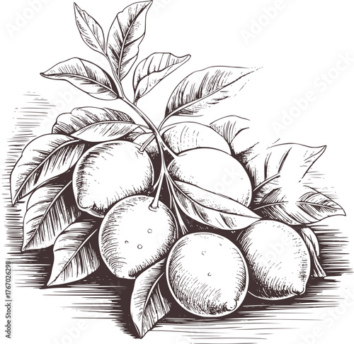 Ripe citrus fruits on a leafy branch detailed sketch leaves