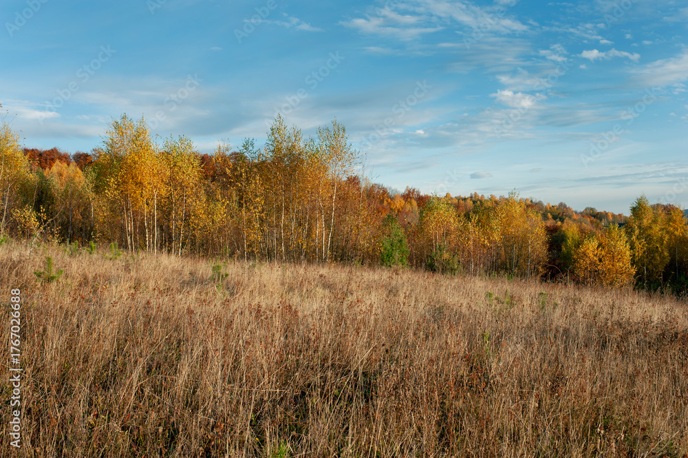 Fototapeta premium the mountain autumn landscape with colorful forest