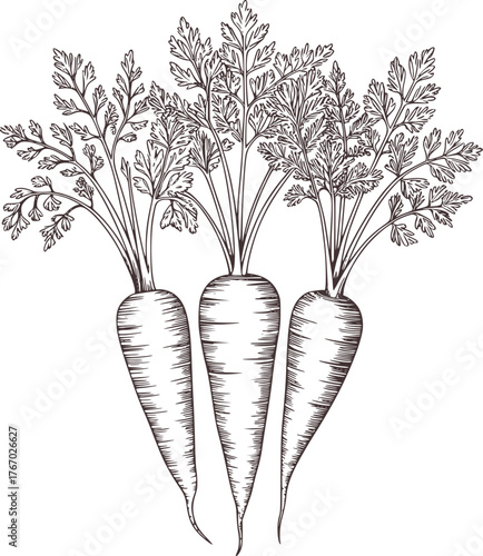 Three root vegetables with leafy green tops carrots leafy greens