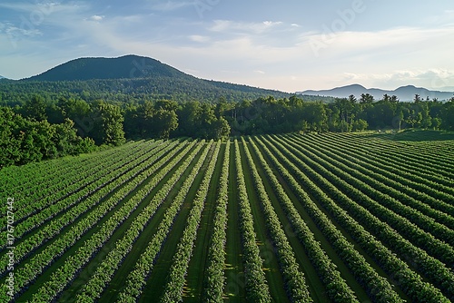 Vibrant green trees across rolling hills high resolution picture