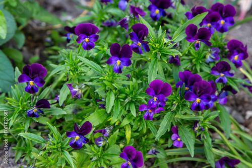 Violas and Violets Blossoming Brightly in the summer garden