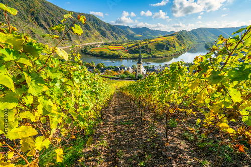 Schilderij op canvas Scenic view of Bremm church near moselle river in Germany with vineyards in autu