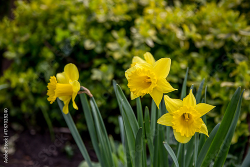 The Colors of Spring: Daffodils Blossoming Brightly