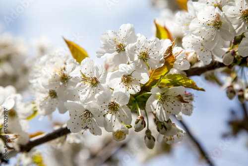 Cherry Tree Blossoming Brightly in a Vibrant Spring Garden